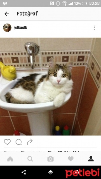 Tekir Kedi, Kedi  Mika fotoğrafı