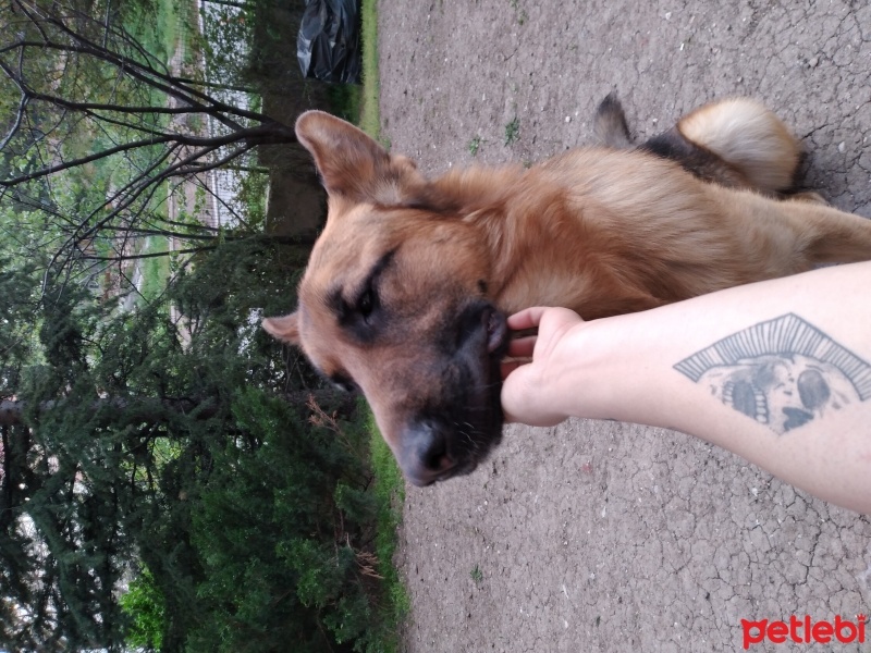 Alman Çoban Köpeği, Köpek  Thor fotoğrafı