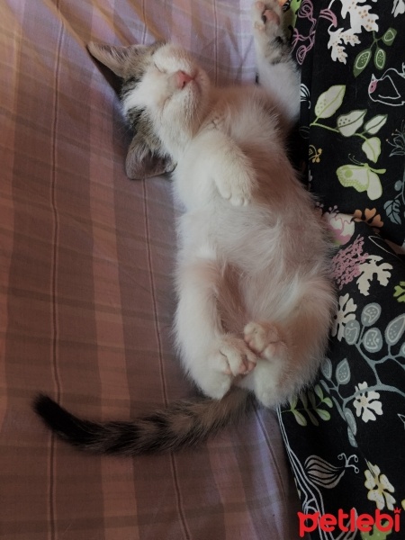 Van Kedisi, Kedi  Miniş fotoğrafı