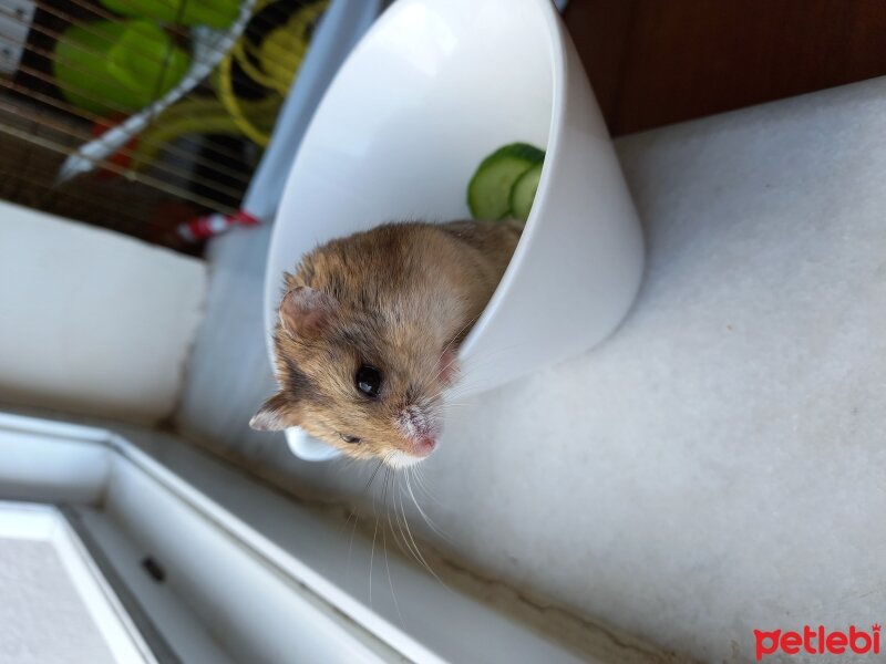 Hamster, Kemirgen  Hamster fotoğrafı