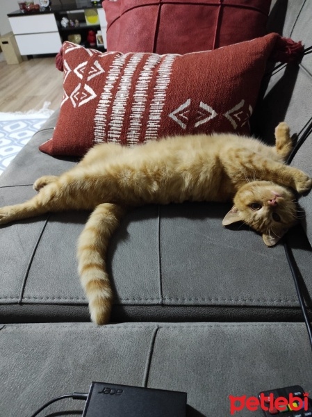 Sarman, Kedi  Bal fotoğrafı