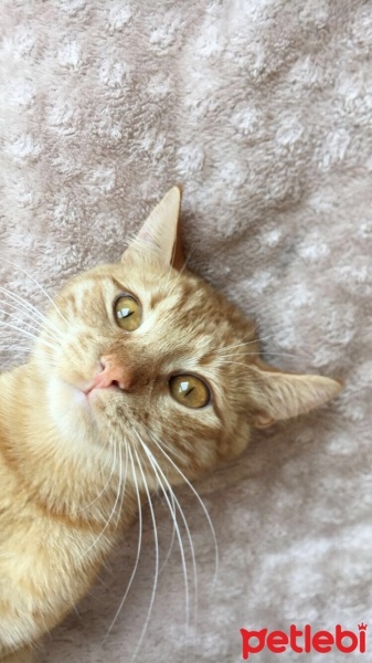 Sarman, Kedi  Bal fotoğrafı