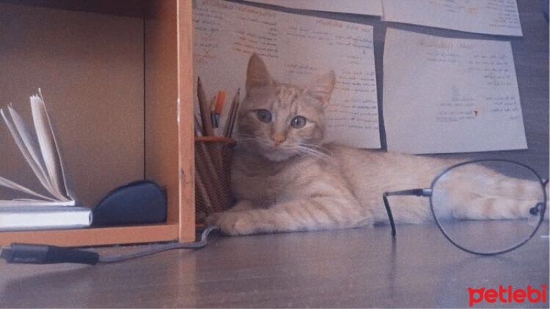 Sarman, Kedi  Bal fotoğrafı