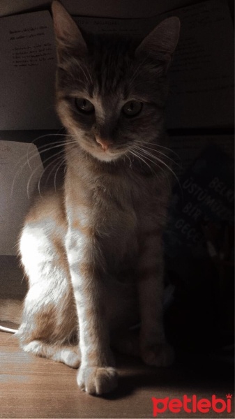 Sarman, Kedi  Bal fotoğrafı