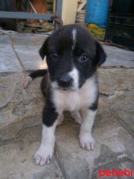 Akbaş, Köpek  Kuyruksuz fotoğrafı