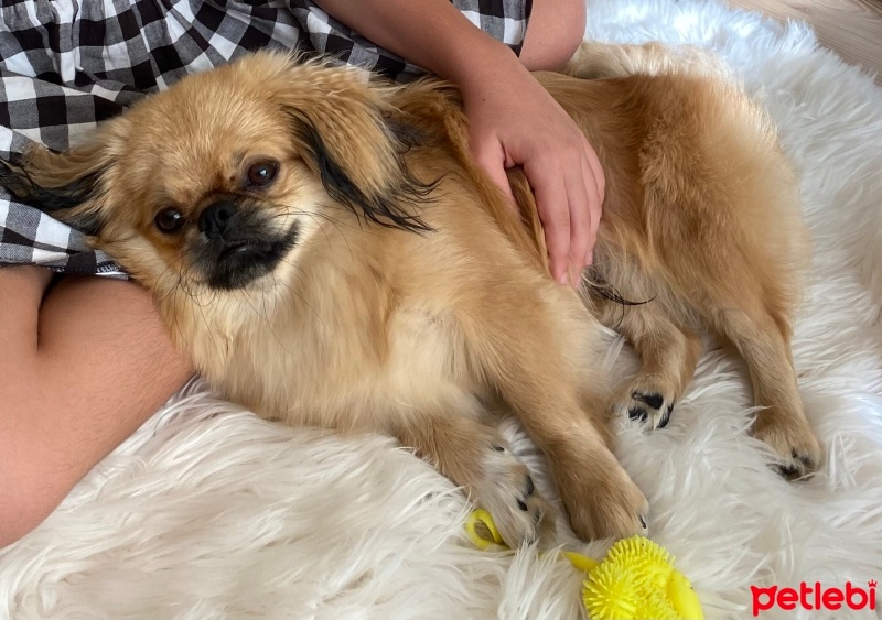 Pekingese, Köpek  Timon fotoğrafı