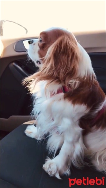 Cavalier King Charles Spanieli, Köpek  Cookie fotoğrafı