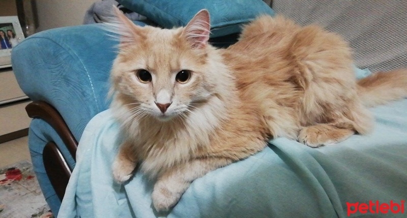 Norwegian Forest, Kedi  Paşa fotoğrafı