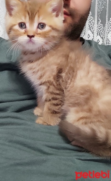 British Shorthair, Kedi  MİA fotoğrafı