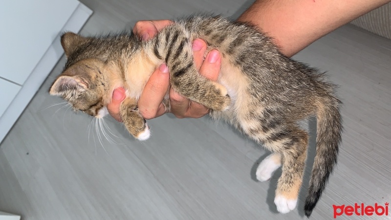 Van Kedisi, Kedi  Minnoş fotoğrafı