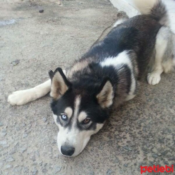 Sibirya Kurdu (Husky), Köpek  TEKİLA fotoğrafı