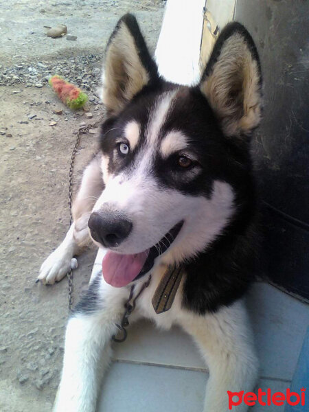 Sibirya Kurdu (Husky), Köpek  TEKİLA fotoğrafı