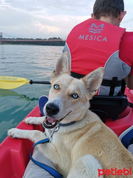 Sibirya Kurdu (Husky), Köpek  Hera fotoğrafı