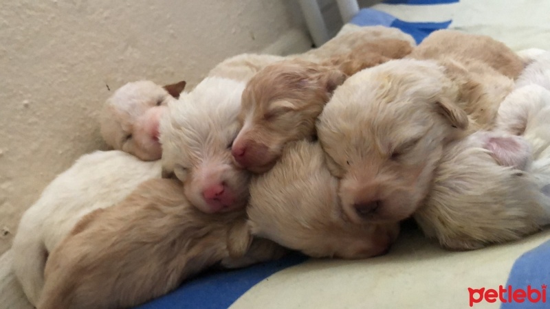 Russian Spaniel, Köpek  Yavrular fotoğrafı