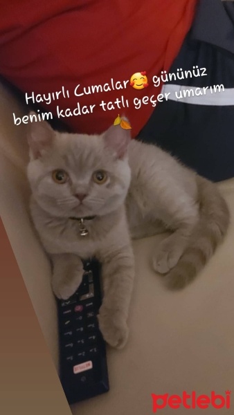 British Shorthair, Kedi  Eddy fotoğrafı