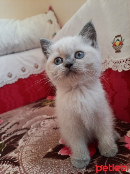British Shorthair, Kedi  Luna fotoğrafı