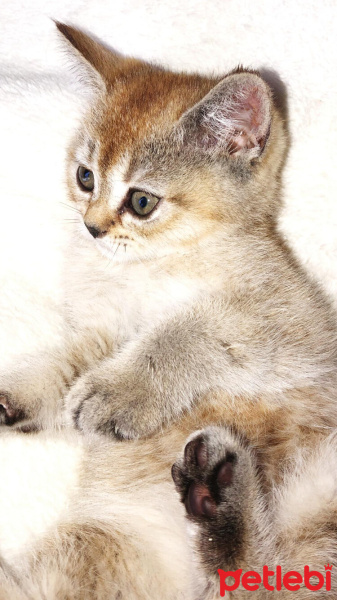 British Shorthair, Kedi  Miya fotoğrafı
