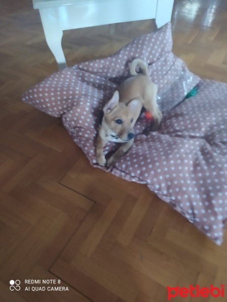 Minyatür Pinscher, Köpek  Linda fotoğrafı