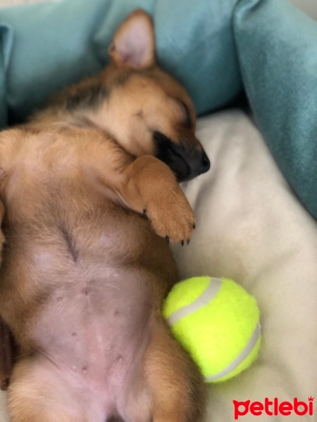 Chihuahua, Köpek  Cıtır fotoğrafı