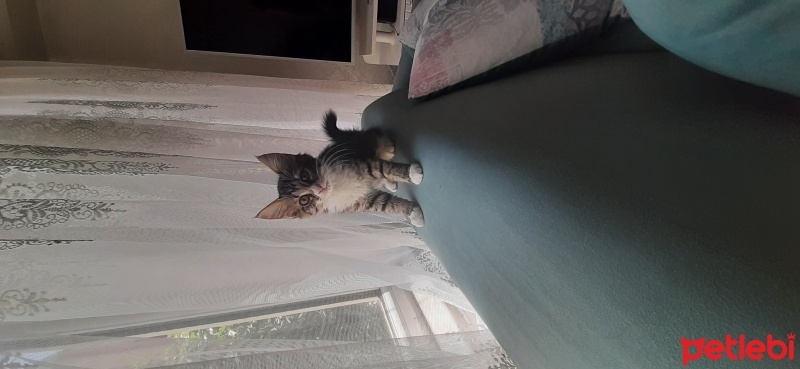 Norwegian Forest, Kedi  Bal kız fotoğrafı