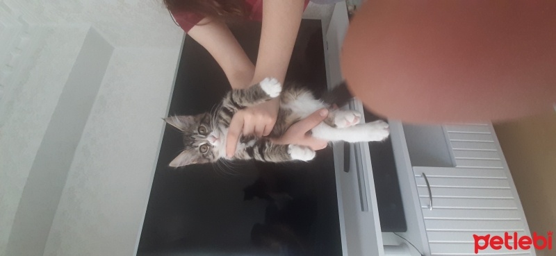 Norwegian Forest, Kedi  Bal kız fotoğrafı