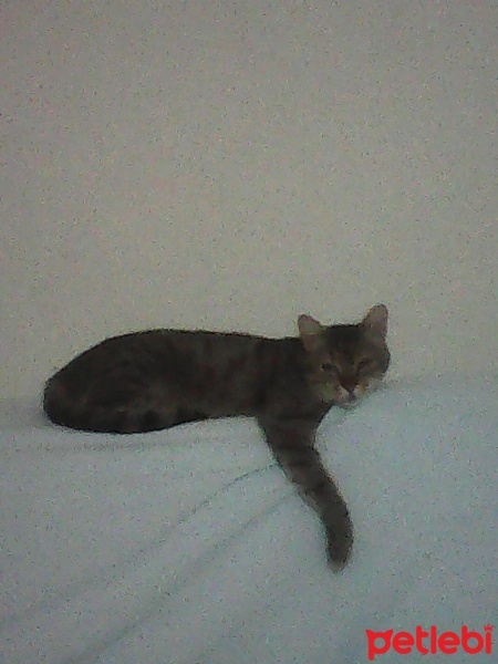 Tekir Kedi, Kedi  Boncuk fotoğrafı