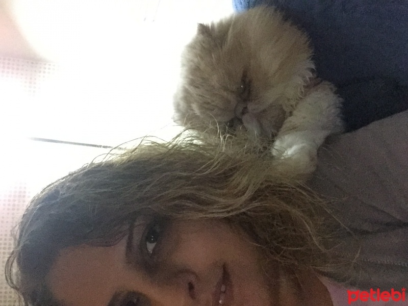 İran Kedisi (Persian), Kedi  Lokum fotoğrafı