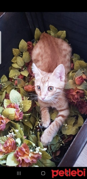 Sarman, Kedi  paşa fotoğrafı