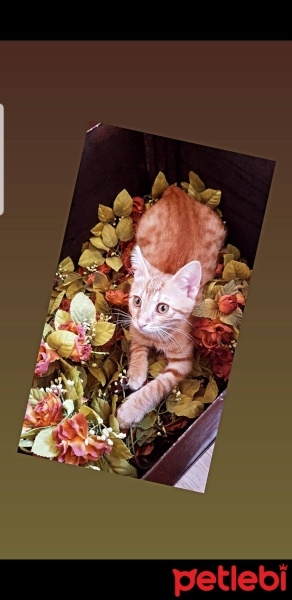 Sarman, Kedi  paşa fotoğrafı