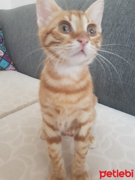 Sarman, Kedi  paşa fotoğrafı