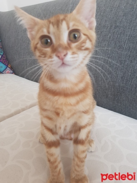 Sarman, Kedi  paşa fotoğrafı
