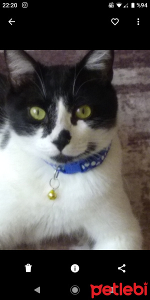 Tuxedo (Smokin) Kedi, Kedi  Karam fotoğrafı