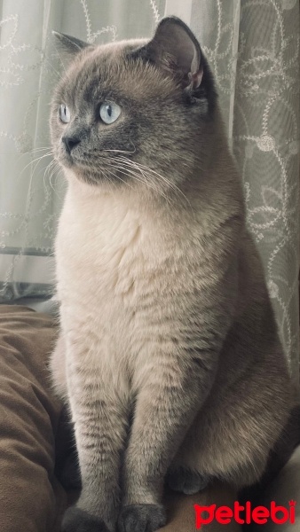 British Shorthair, Kedi  Müezza fotoğrafı