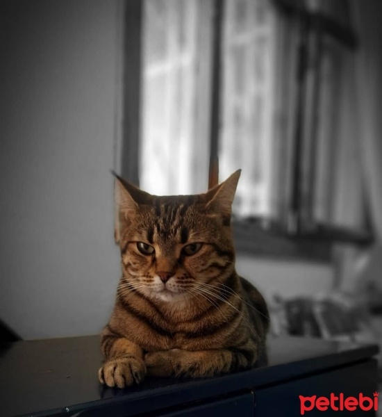 Tekir Kedi, Kedi  Boncuk fotoğrafı