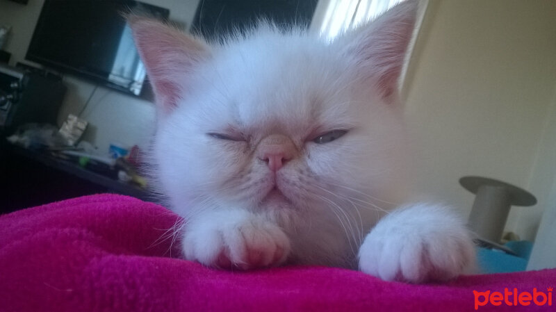 Exotic Shorthair, Kedi  pamuk fotoğrafı