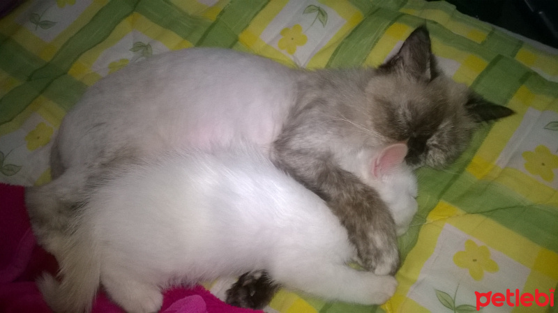 Exotic Shorthair, Kedi  pamuk fotoğrafı