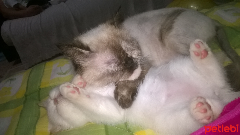 Exotic Shorthair, Kedi  pamuk fotoğrafı