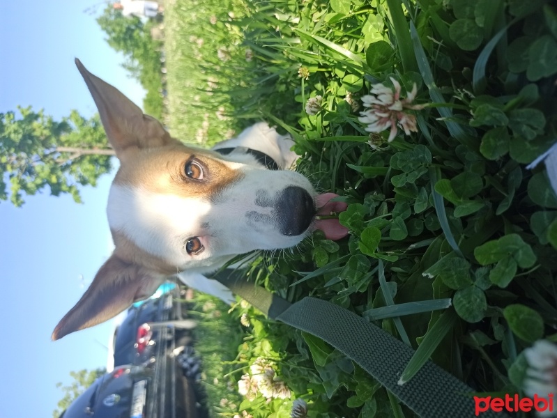 Jack Russell Terrier, Köpek  Paris fotoğrafı