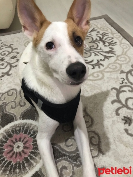 Jack Russell Terrier, Köpek  Paris fotoğrafı