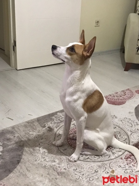 Jack Russell Terrier, Köpek  Paris fotoğrafı