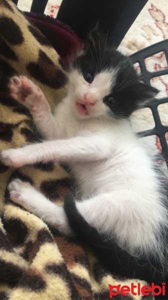 Tuxedo (Smokin) Kedi, Kedi  Gece fotoğrafı