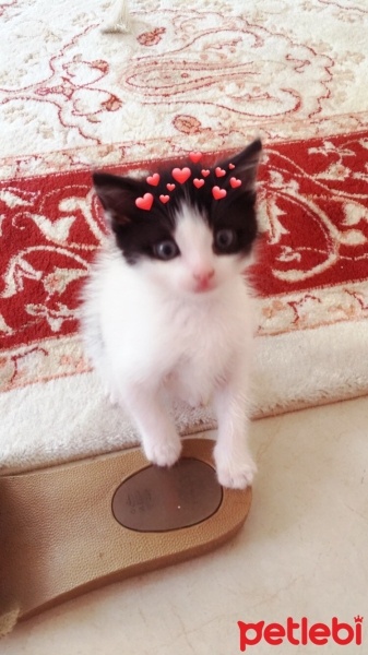 Tuxedo (Smokin) Kedi, Kedi  Gece fotoğrafı