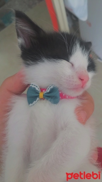 Tuxedo (Smokin) Kedi, Kedi  Gece fotoğrafı
