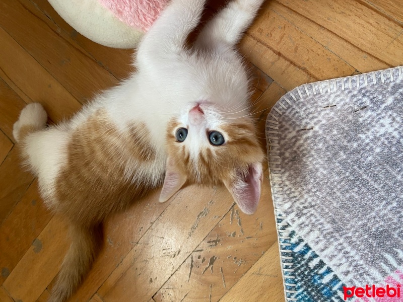 Tekir Kedi, Kedi  Tarçın fotoğrafı