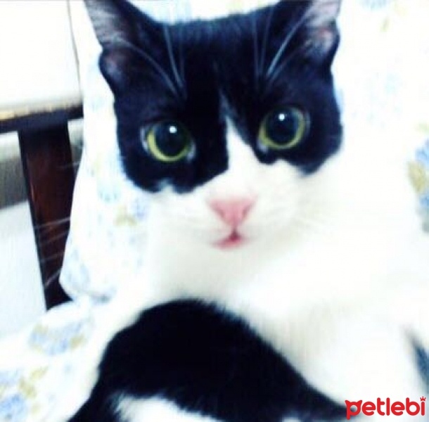 Tekir Kedi, Kedi  Zeytin fotoğrafı