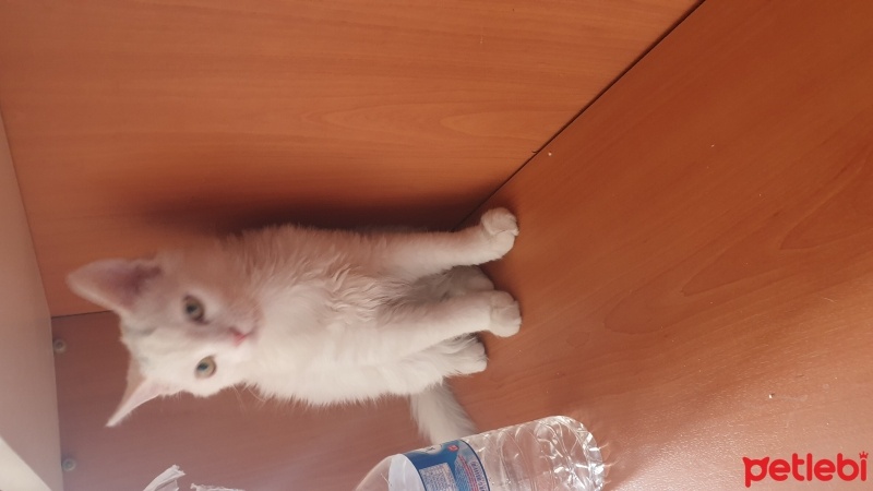 Van Kedisi, Kedi  Dobby fotoğrafı