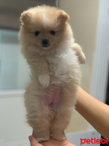 Pomeranyalı, Köpek  Kia fotoğrafı