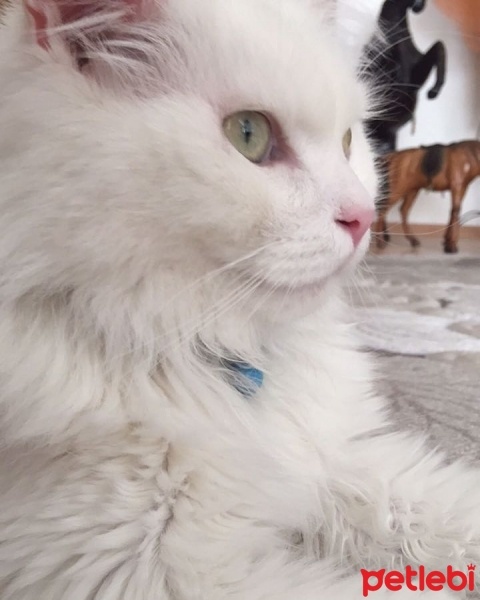 Van Kedisi, Kedi  Ponpon fotoğrafı