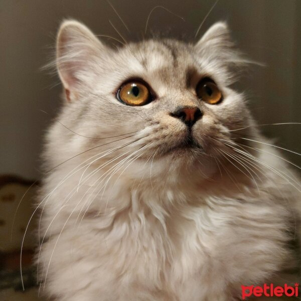 British Shorthair, Kedi  Zeytin fotoğrafı