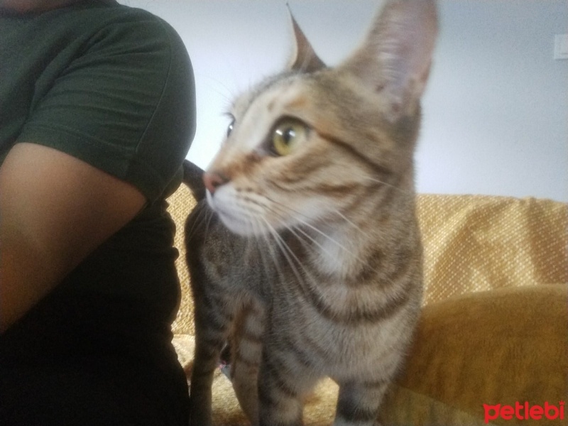Tekir Kedi, Kedi  HeRa fotoğrafı